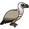 GreyVulture