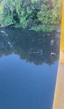 Body Dragged By Alligator Into A Channel In The West Zone of Rio