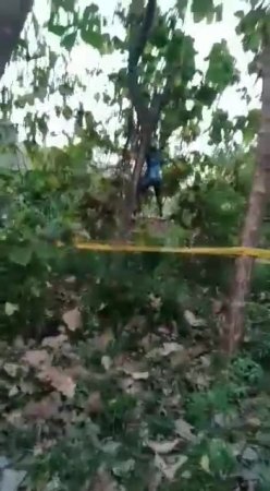 Man Dead Hanging On The Tree