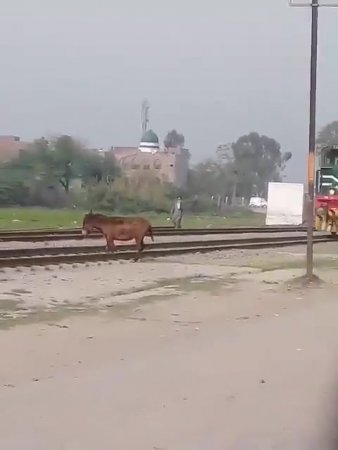 Mule gets hit by train