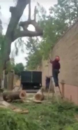 Man's face gets destroyed by tree