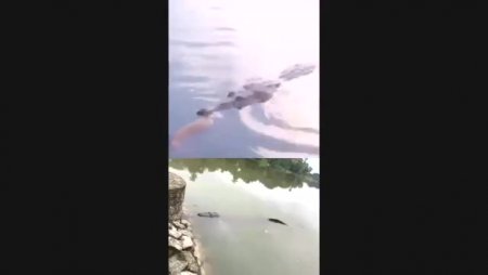 Crocodile Bitten Homeless Mans Hand Off In Mexico