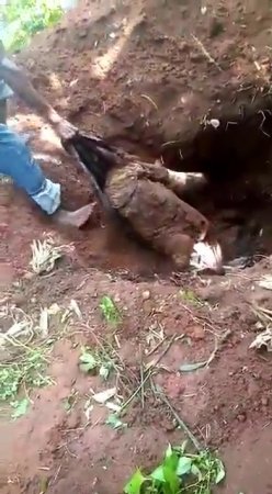 Stinky Corpse Pulled From A Burial Pit