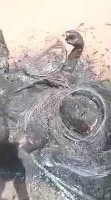 Farmer In Zimbabwe Burned Overlaid With Tires