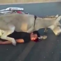 Accident Involving A Donkey. Both Donkeys Died