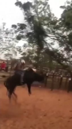 Rider Passed Out After Hitting The Bull's Head