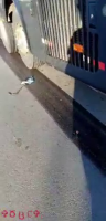 Dude Tries To Get Out From Under The Wheels Of The Bus That Hit Him