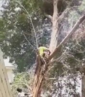 Dude Unsuccessfully Cut Down A Tree Branch