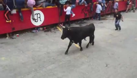 At The Rodeo, The Bull Cut The Man's Throat With His Horns