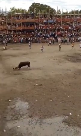 Bullfight Ended In The Deaths Of 4 People And More Than 200 Injured