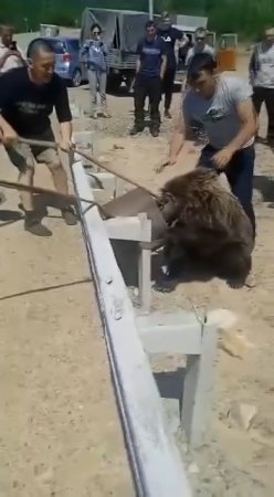 Drivers Rescued A Bear From A Trap. Russia