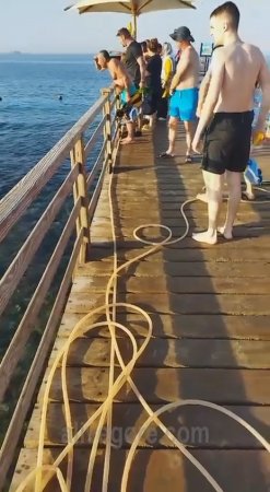 Shark Attacks Tourist In Egypt