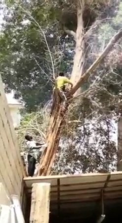 Crane Collapsed On A Worker Cutting Down A Tree