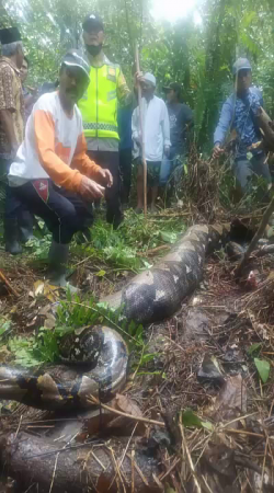 A Previously Missing Woman Was Found In The Body Of A Giant Python
