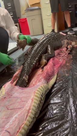 5-foot Alligator Is Pulled Out Of A 18-foot Python In Florida