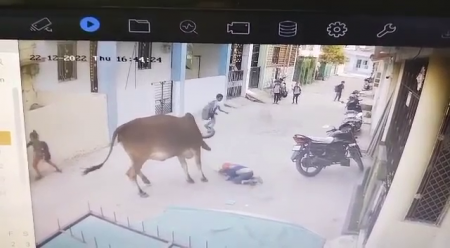 A Bull With Huge Horns Attacked A 6-year-old Girl