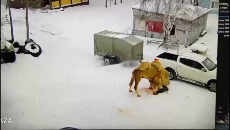 Camel Killed Guard At Hunter Base. Russia