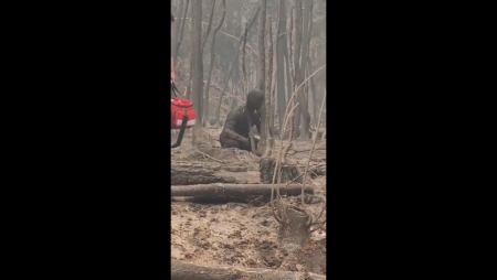 Burnt Dude In A Burnt Forest
