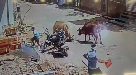 Cow Uprising In India