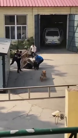 Two Dogs Bite A Woman