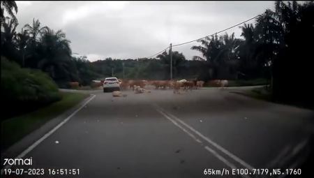 Animals! Several Cows Died On The Spot After Being Hit By A Car