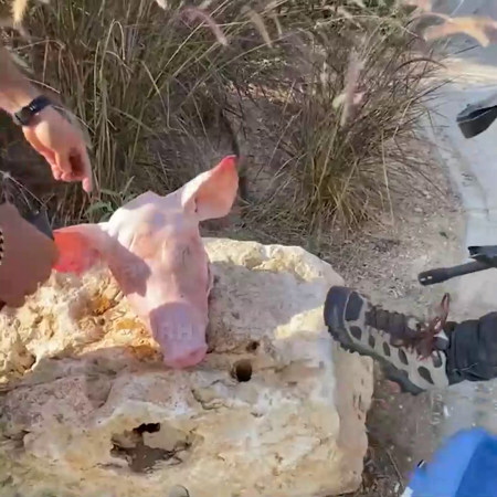 IDF Soldiers Lubricate Cartridges With Pork Fat