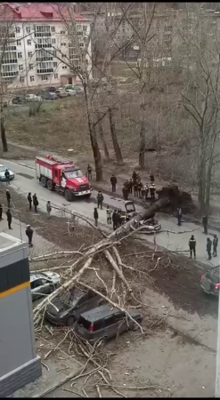 Two People Died In A Car On Which A Tree Fell. Novokuznetsk, Russia