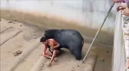 A Bear At The Zoo Drags A Man Into An Enclosure To Eat Him