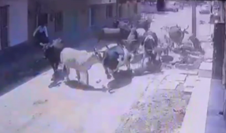 Cow Attack On Man