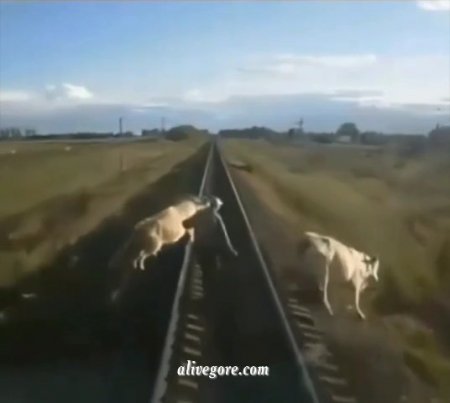 A Train Hit Cows And A Shepherd
