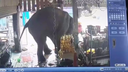 An Elephant Attacked A Woman. Thailand