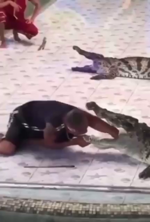 A Man Stuck His Hand Into A Crocodile's Mouth
