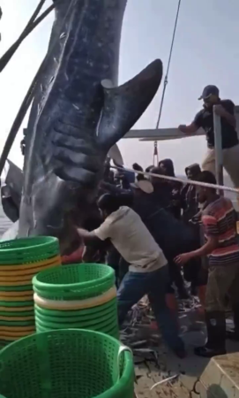 Shark Tail Snaps Crushing 2 Fishermen. India
