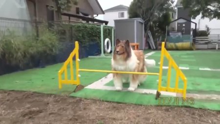 🤯 Japanese Man Who Became A Dog Undergoes Training Courses