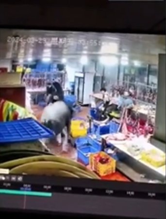 A Mad Cow Caused A Commotion In A Chinese Slaughterhouse