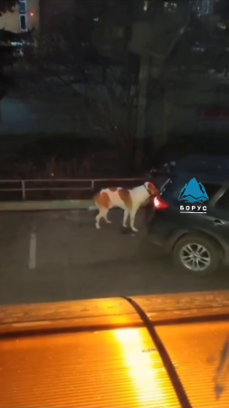 The Dumb Cunt Tied The Dog Behind The Car And Went To The Veterinary Clinic. Krasnoyarsk, Russia