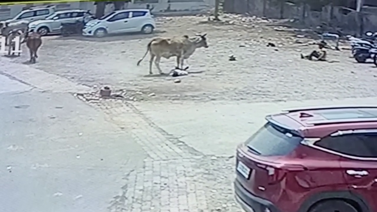 Cows Attacking Humans Unattended Grazing Cows Are Increasingly Attacking People. India ...