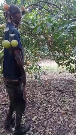 The Rotten Body Of A Hanged Man In An Orchard