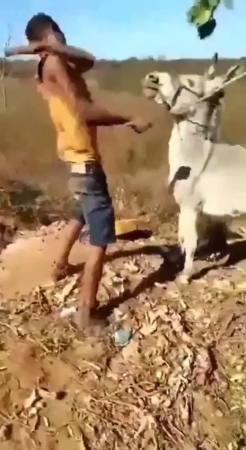 🫏The Donkey Punished The Bastard Who Beat Him
