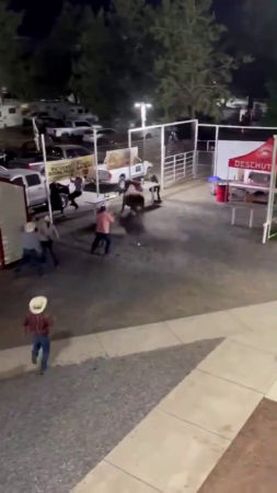 Wild Bull Jumps Over The Fence Into The Crowd At An Oregon Rodeo, Runs Over People In The Concession Area