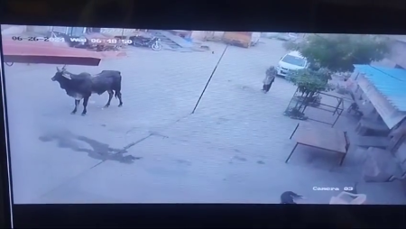 These Dangerous Bulls On The Streets Of India