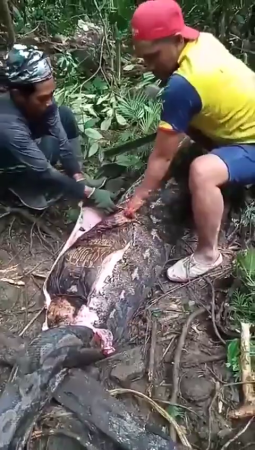 A Huge Python Devoured A Woman Mother Of 4 Children. Indonesia