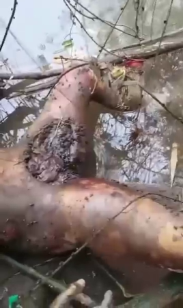A Rotten Corpse Without A Penis Was Found On The Banks Of The Chiliwung River. India