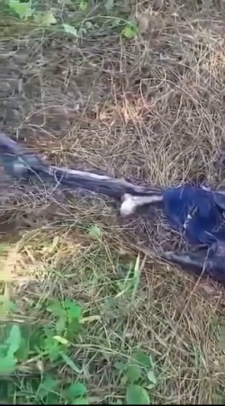 The Skeleton Of An Elderly Man Was Found In The Gardens Of Sukojati. Indonesia