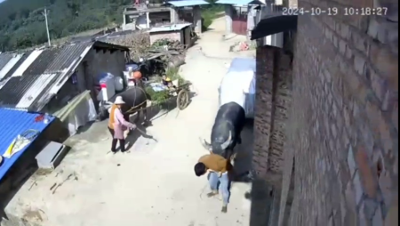 The Bull Attacked Its Owner. China