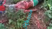 Dismembering A Dude's Body Into Small Pieces With A Chainsaw. Mexico