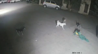 A Pack Of Stray Dogs Mauled A Woman To Death. India