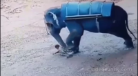 Elephant Kills Trainer
