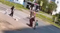 Roma Children Willfully Throw Themselves At A Car In A Crosswalk To Get Insurance. Moscow Region, Russia
