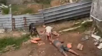 Dogs Mauling Dude To Death